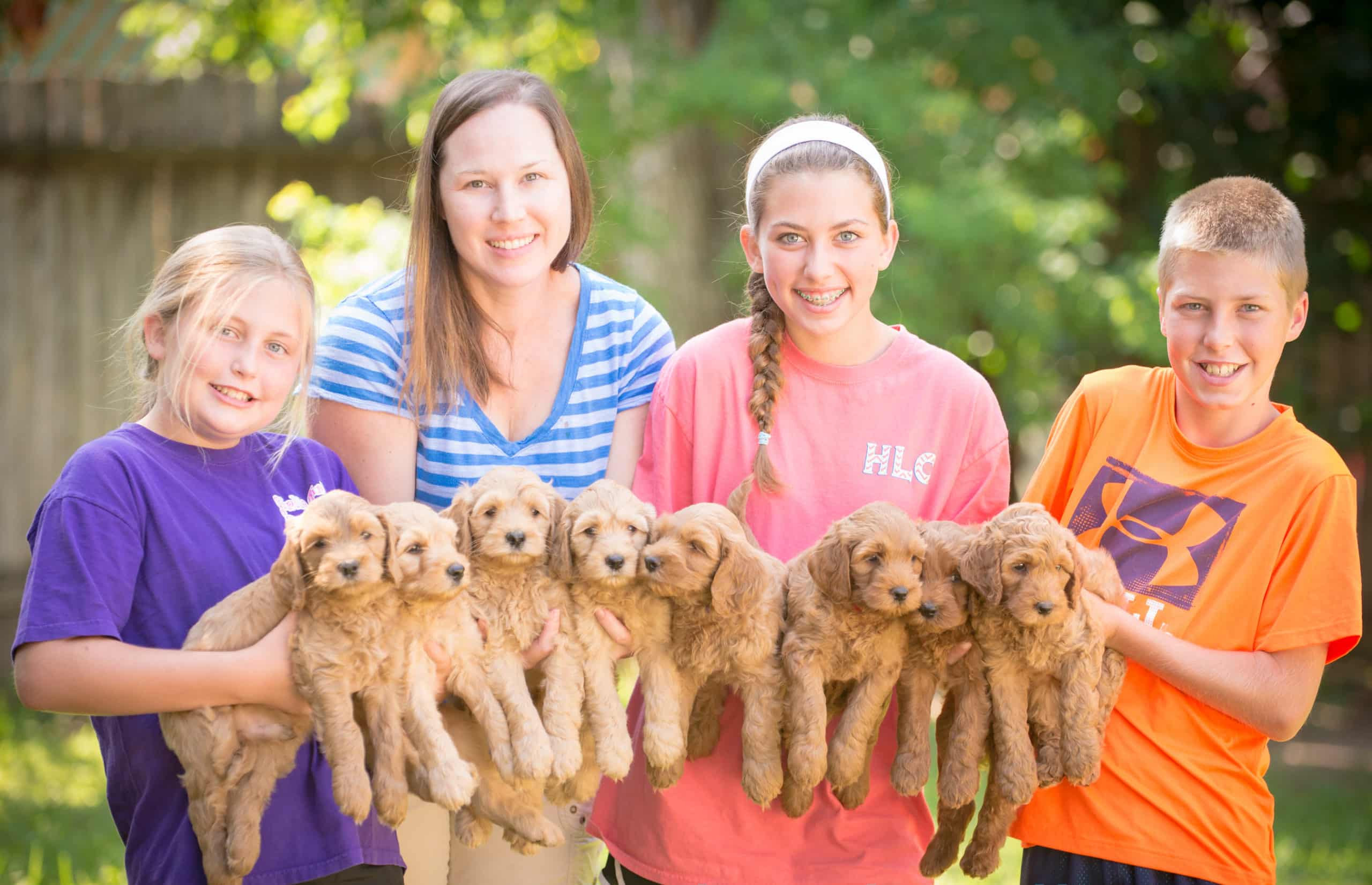 Dallas labradoodles store