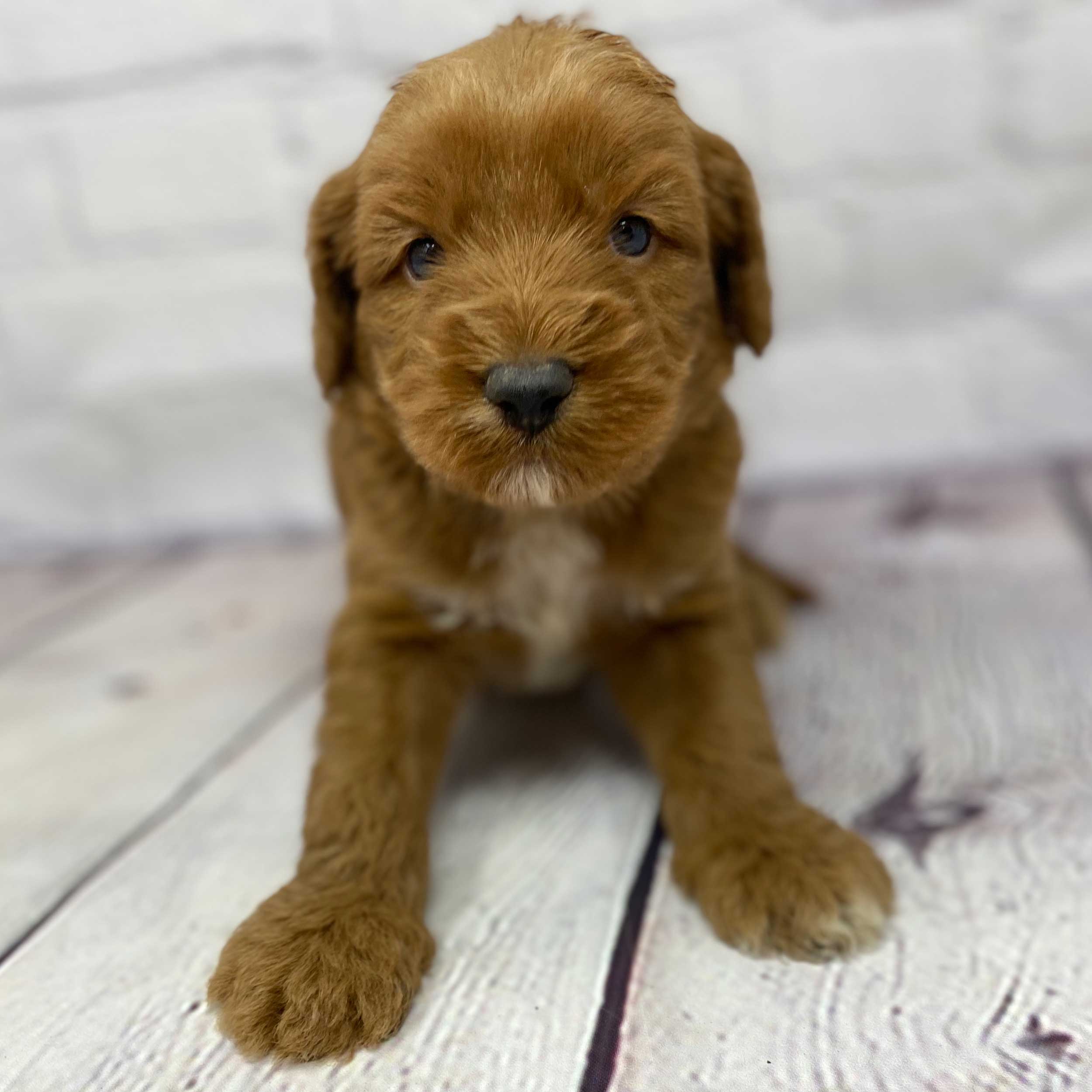 Næsten død Klimatiske bjerge demonstration Dallas Multigenerational Australian Labradoodle Puppies for Sale