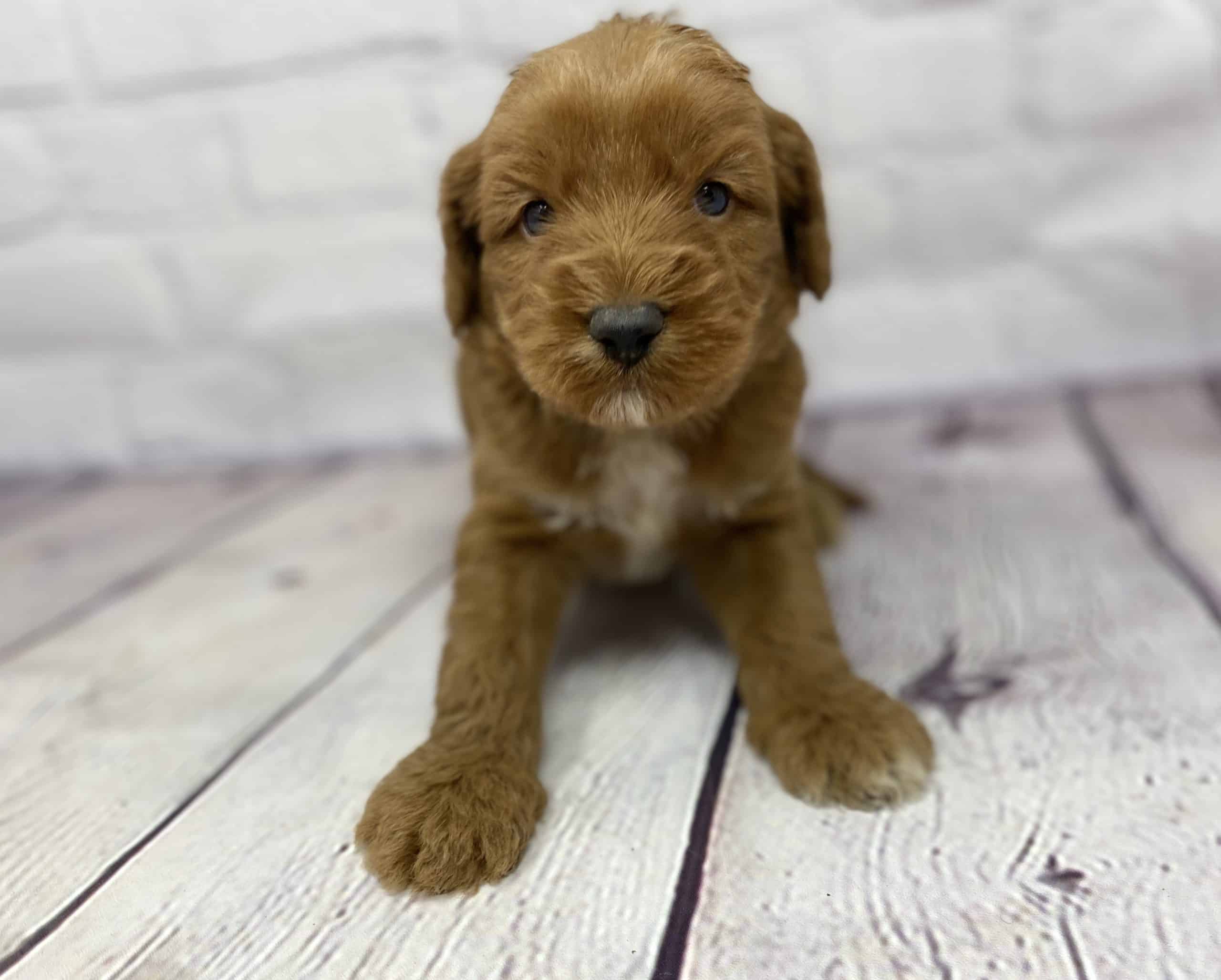 Dallas Labradoodle Puppies For Sale Breeding Studs Services