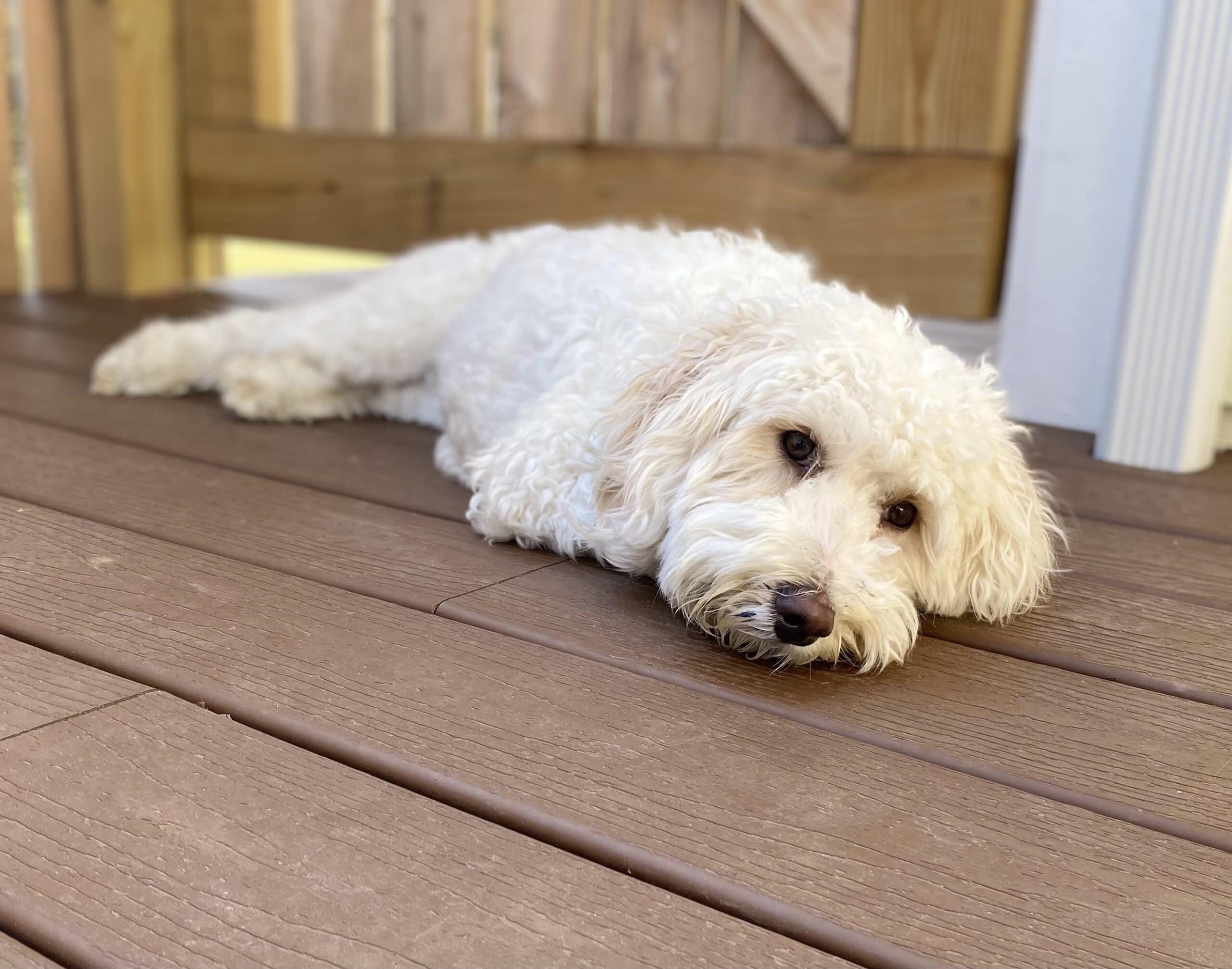 How Much Do Labradoodles Cost in Texas?